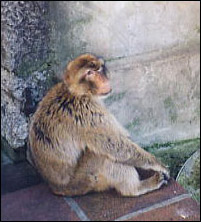Gibraltar - Barbary Ape